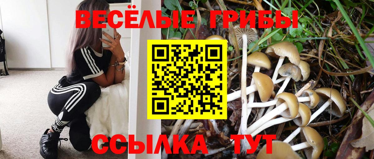 Псилоцибиновые грибы Cubensis  Вход с VPN  наркотики  Энгельс  Псилоцибиновые грибы Psilocybe 